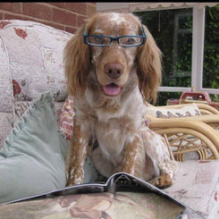 dog wearing glasses