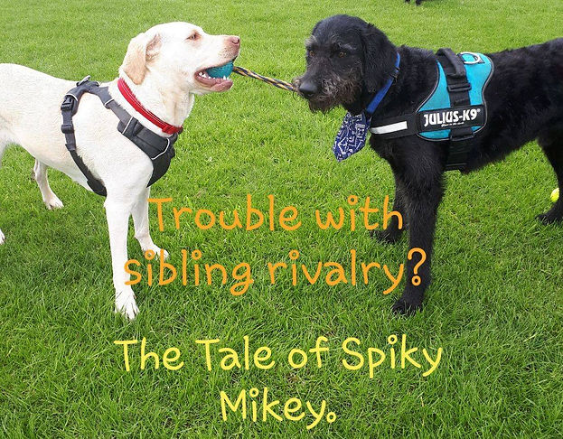 dogs doing tug of war